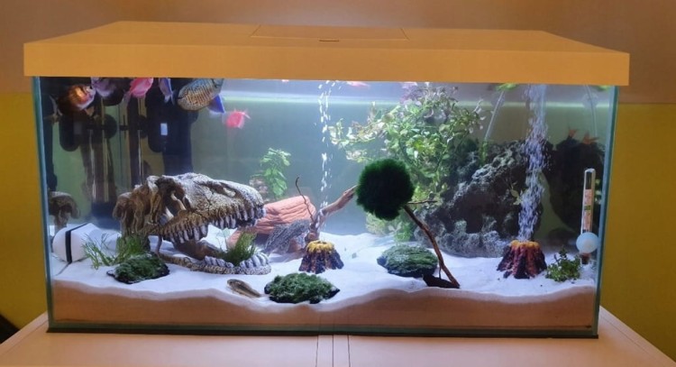 a295f69f56c2bafd89b7554a232c0564