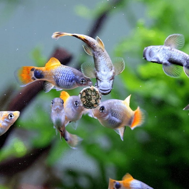 7b8e0f910df2b5740131ea8e56a07139