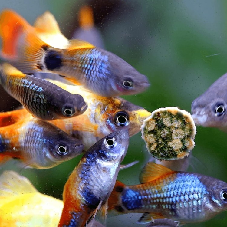 da4686d2cfd0d4327ca6b9743e660496