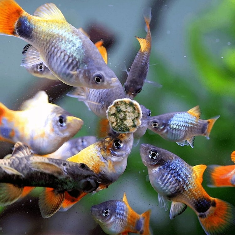 7bea35787c918027704828e722fec55f