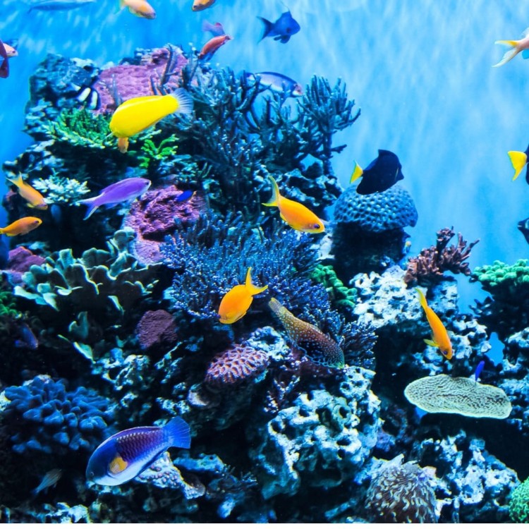 21e5bdf653740f0451783431eb1708df