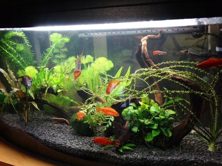 66a8052772f4bfbd3ac2ab7776a70c59