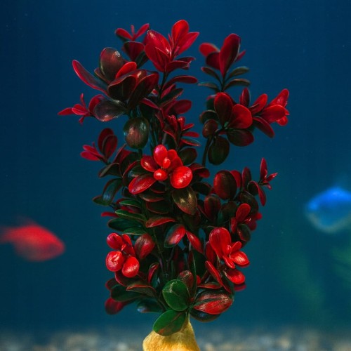 e219478748e25db5a280f4617209feef