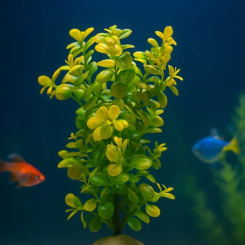 0caa25834a3555d52f4b767b9cc5b564