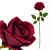 product_4078_6a042964dc97f.jpg