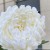 product_4085_6a042c75b4a8c.jpg
