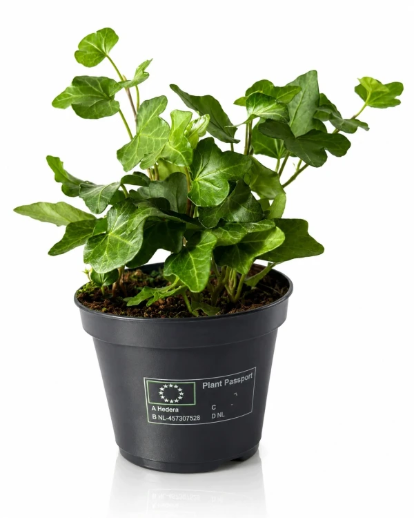 product_4209_6ab7d94e159d0.jpg